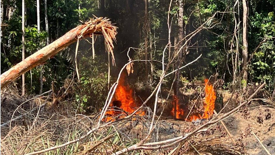 Operação Setembro Verde: PF e Ibama combatem crimes ambientais na Terra Indígena Sete de Setembro