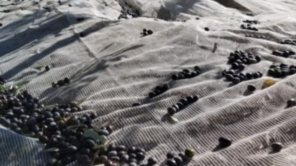 Notícia Relacionada