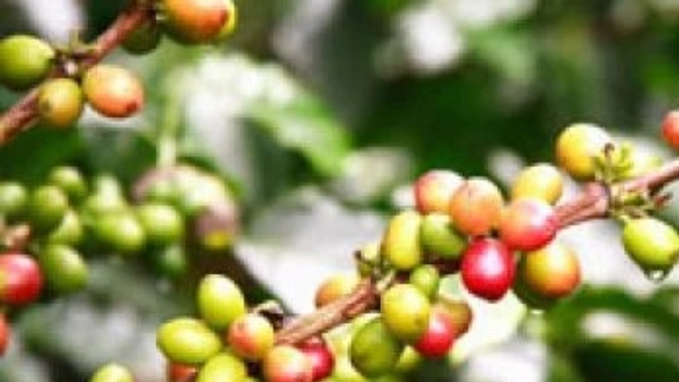 Notícia Relacionada