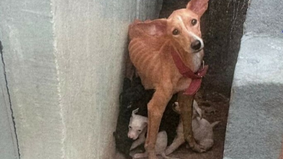 Imagem de Capa