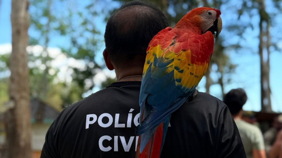 Notícia Relacionada