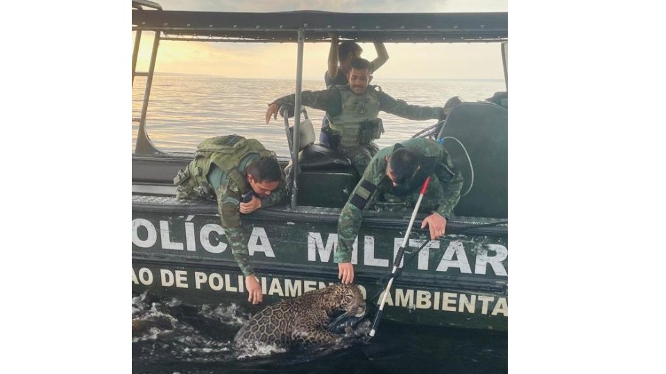 Imagem de Capa
