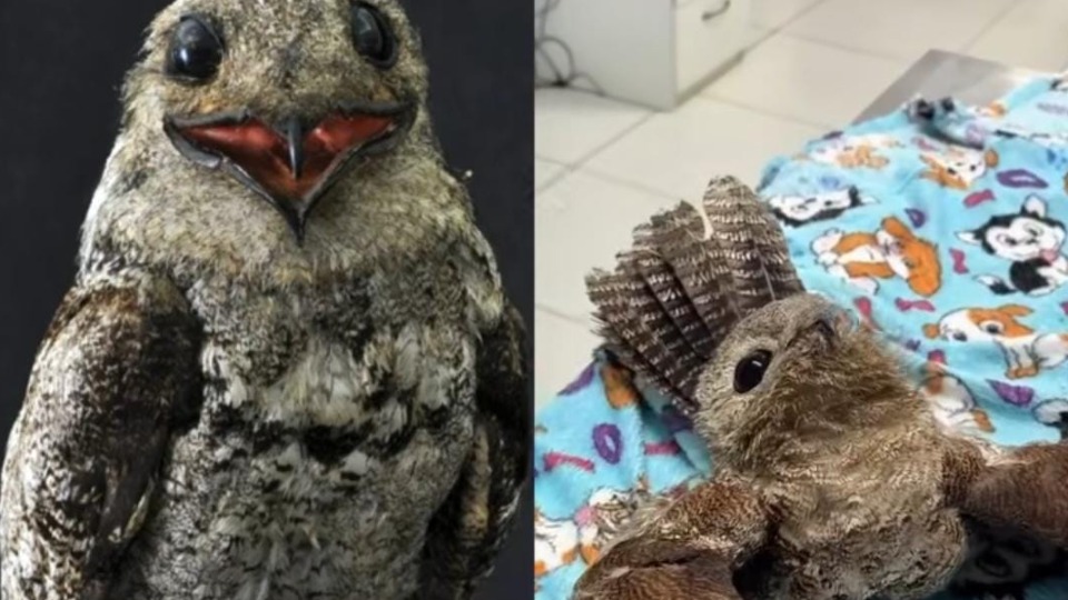 Imagem Últimas Notícias