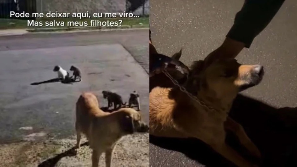 Imagem Editoria