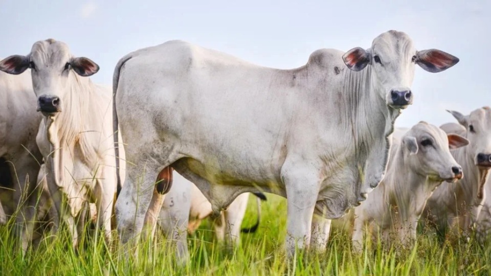 EUA diz que exportação de carne brasileira para China é 'desleal'