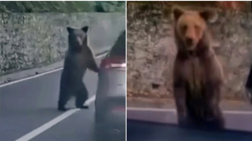 VÍDEO: Homem é atacado ao tentar alimentar urso e filhote na Romênia