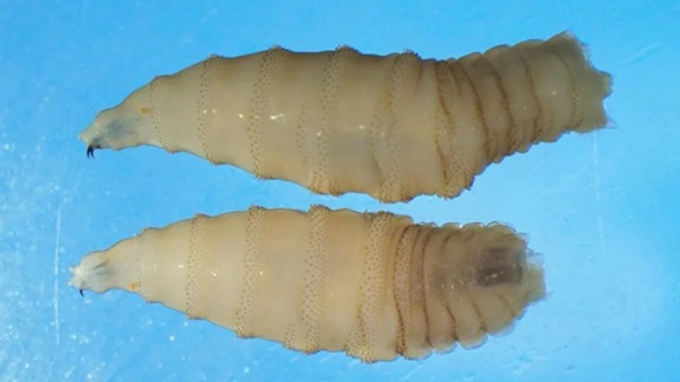 Mosca que devora tecido vivo é encontrada em gado nos EUA