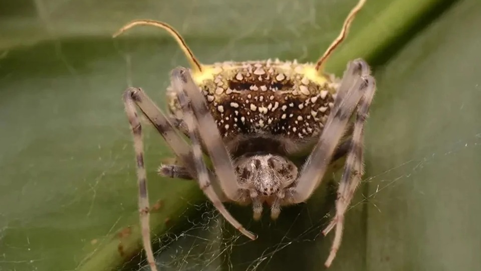 Espécie inédita de aranha que se disfarça de fungo é achada no Equador