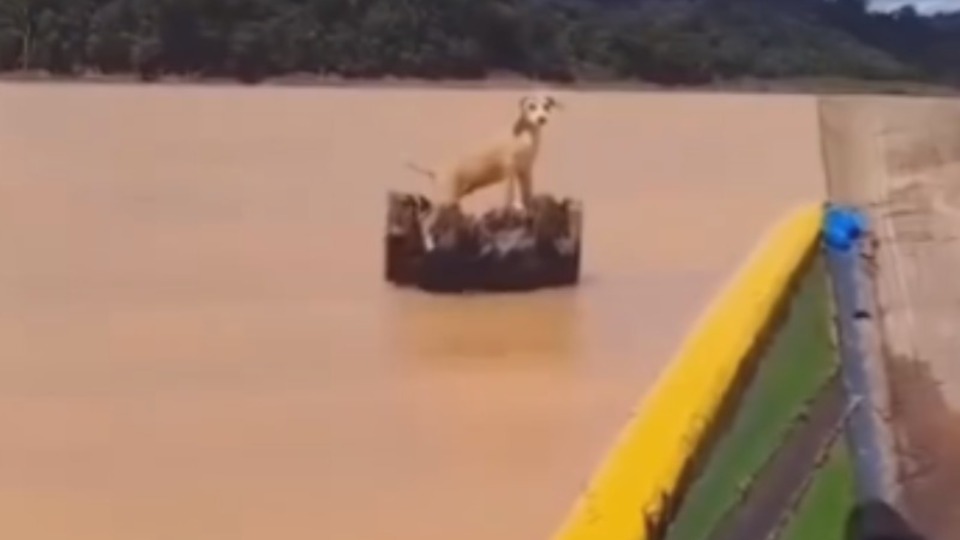 Imagem de Capa